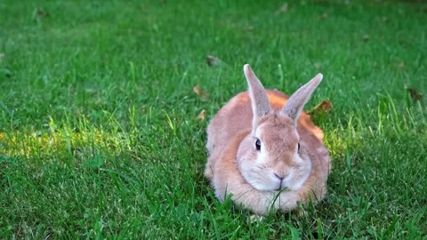 Cute beige Easter Bunny lying on lawn then stands licking itself washing its Stock Footage 338163707