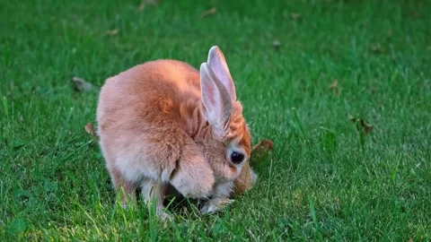Cute beige Easter Bunny lying on lawn then stands licking itself washing its Stock Footage 343737690