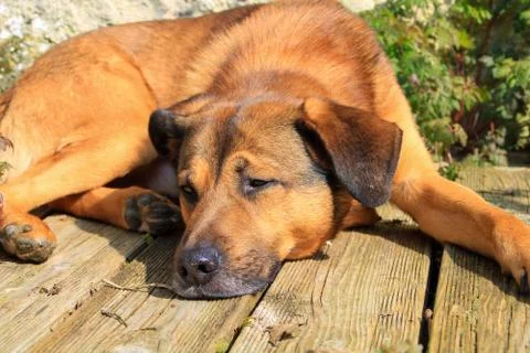 Cute belgian Malinois Shepherd. Stock Photos