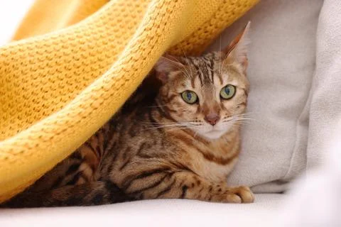 Cute Bengal cat lying on sofa at home, closeup. Adorable pet Stock-Fotos