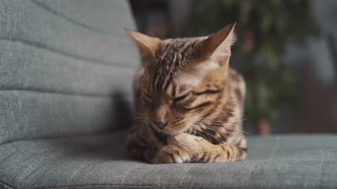 Cute Bengal Cat Sitting on Grey Office Chair in Living Room Stock Footage 148252886