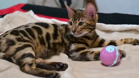 Cute Bengal Kitten Lying on Soft Blanket and Playing with Pink Toy Ball at .. Video stock 331565892