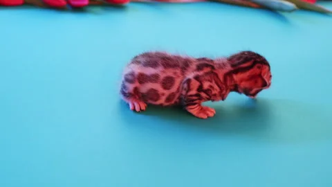 A Cute Bengal Kitten Posing on a Bright and Vibrant Background Surrounded by Vídeo Stock 316549611