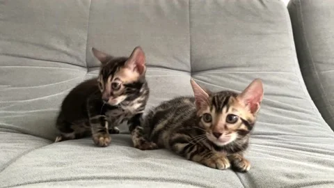 Cute bengal kittens on a gray sofa at home, two gray kittens Stock Footage 238602575