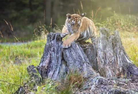 Cute Bengal tiger cub is posing on an old tree stump. Stock Photos