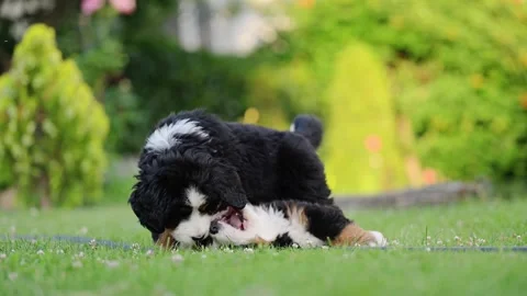 Cute Bernese Mountain Dog pups having playful fun in slow motion on fresh green Stock Footage 295054376