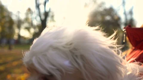 Cute bichon dog closeup. Human hold little dog which looking at cam. Autumn park Stock Footage 70044236