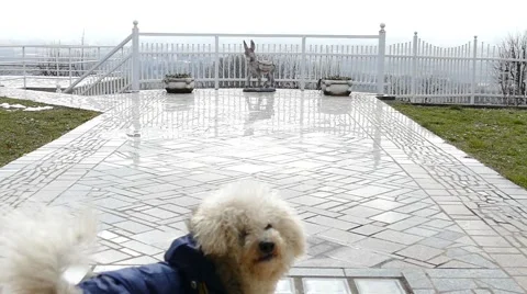 Cute Bichon Dog Playing Fetch When It's Cold Outside Stock Footage 46972301
