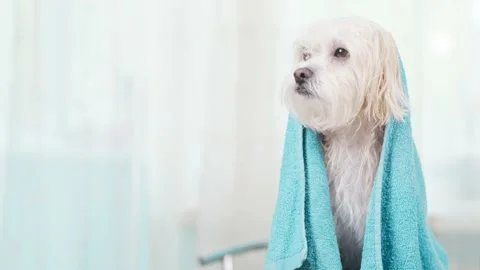 A cute bichon shaking after the shower wraped in towel. White background. Video stock 135055604