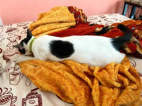 Cute bicolor cat sleeping peacefully on soft cozy blankets Stock Photos