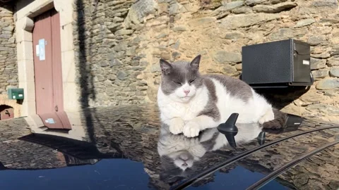 Cute bicolor cat sleeping in the sun on the shiny roof of a black car in a .. Stock Footage 325323537