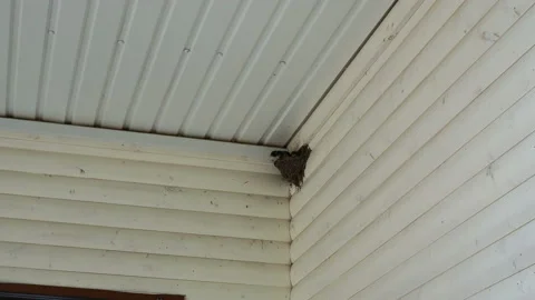 Cute big barn swallow chicks waiting for feeding from parent bird, closeup shot. Stock Footage 157265070