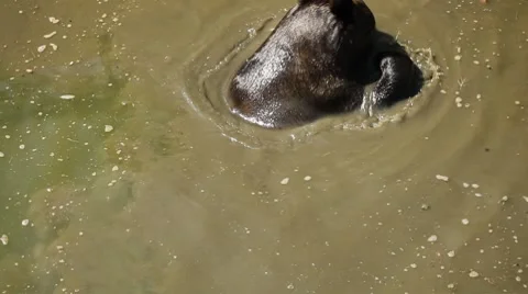Cute Big Brown Bear Bathing in Filthy Water Big Mammal Play Dirty Pond Hot Day Stock Footage 8621668