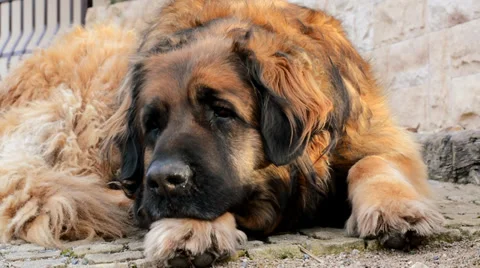 Cute big dog Stock Footage 36149924