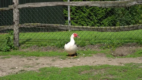 Cute big duck looking around (4k) Video stock 79167266