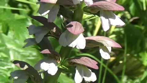 Cute big flowers in forest clearing Stock Footage 311519188