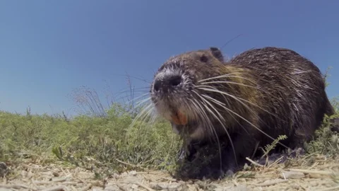 Cute Big Nutria looking at the camera Stock Footage 89611535