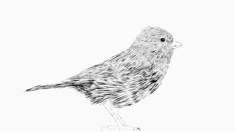 Cute bird animation video Stock Footage 166612633