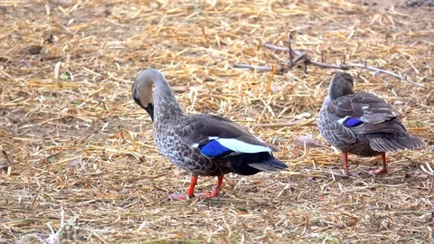 Cute bird duck or Lesser Whistling Duck walking on ground  Video stock 94164077