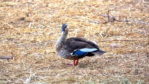 Cute bird duck or Lesser Whistling Duck walking on ground  Stock Footage 94164180