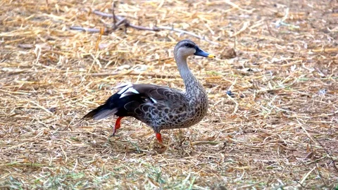Cute bird duck or Lesser Whistling Duck walking on ground  库存影片 94164655