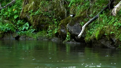 Cute bird jumping on the rock Stock Footage 65825223