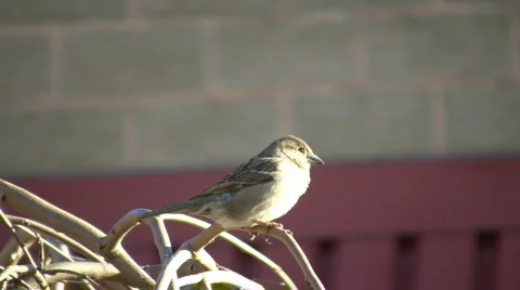Cute bird is perched on a twig (High Definition) Stock Footage 69008