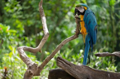 Cute bird Stock Photos