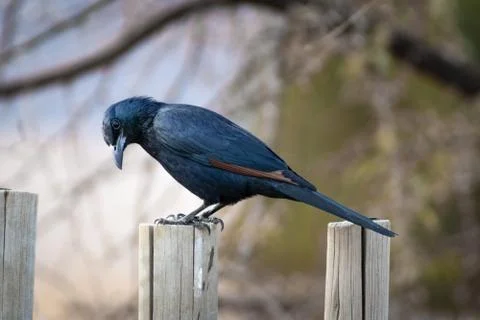 Cute Bird Foto stock