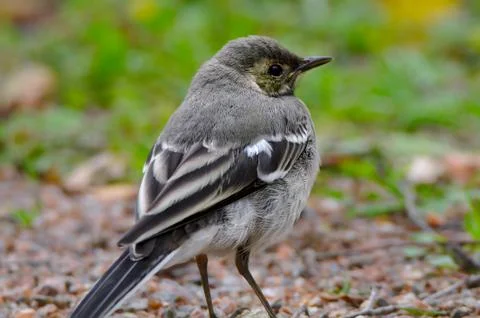 Cute bird Photos