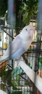 Cute bird Stock Photos