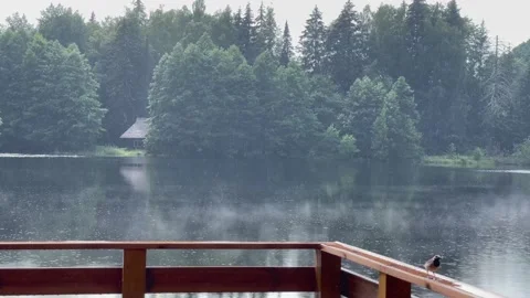 Cute bird singing in the summer rain next to a lake Stock Footage 159870894