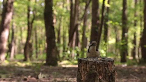 Cute bird woodpecker eats nuts in the forest Stock Footage 240316179
