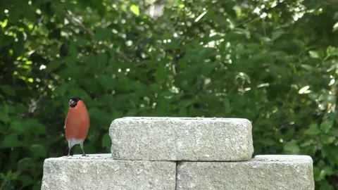 Cute Birds Stock Footage 229271737