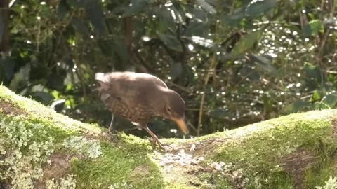 Cute Birds Stock Footage 229383942
