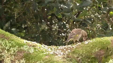 Cute Birds Video stock 229384678