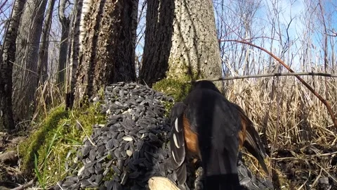 Cute Birds Video stock 229533406