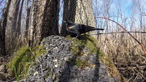 Cute Birds 스톡 동영상 229533429