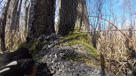 Cute Birds Video stock 229533462