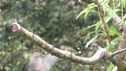 Cute Birds Stock Footage 229751154