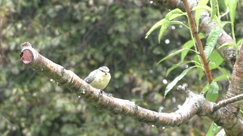 Cute Birds Stock Footage 229751156
