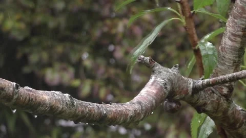 Cute Birds Video stock 229751203
