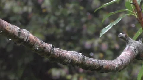Cute Birds Stock Footage 229751205