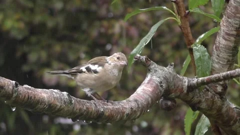 Cute Birds Video stock 229751221