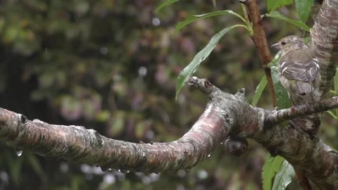 Cute Birds Stock Footage 229751228