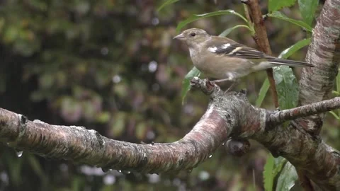 Cute Birds Video stock 229751230