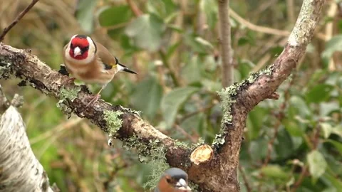 Cute Birds Video stock 229751242