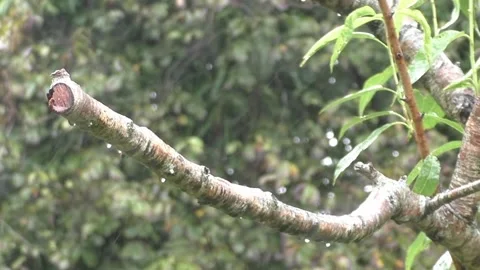 Cute Birds Stock Footage 229751247