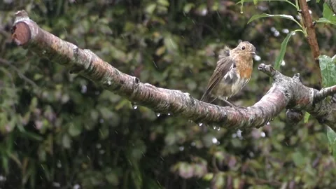 Cute Birds Stock Footage 229751249