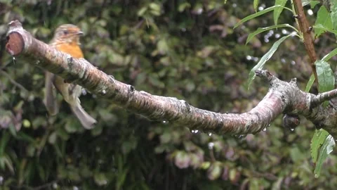 Cute Birds Video stock 229751265